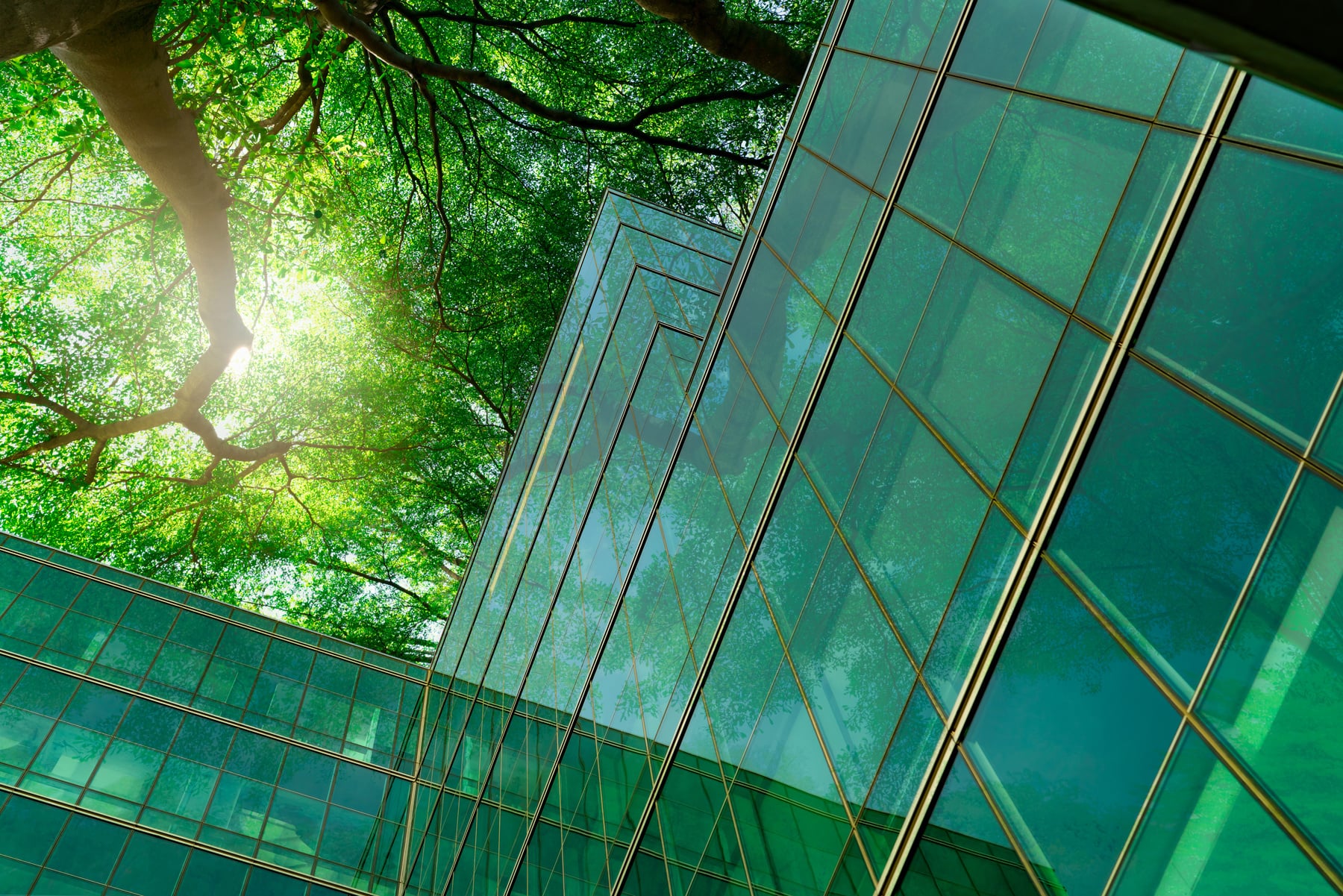 Building Covered with Trees